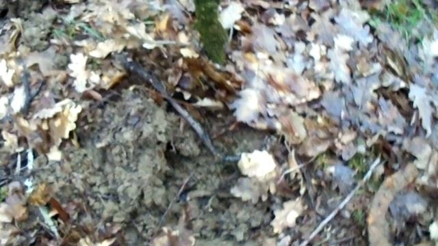 33.В лесу смотреть онлайн