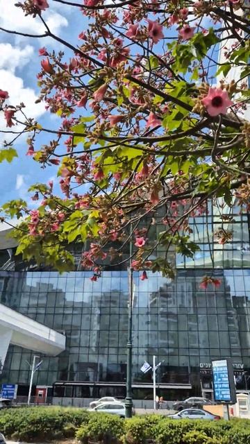 австралийский брахихитон цветет в израиле смотреть онлайн