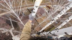 Береза 25 метров. Работа Арбориста.