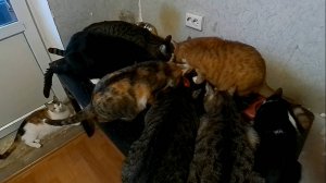 Как прокормить целую стаю котов?!?!? Как мы справляемся с нашей бандой?
