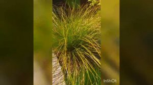 Осока кирпичная сорт ('Prairie fire')