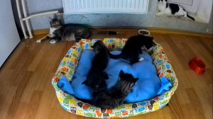 Обновка для котят.Новая большая лежанка.