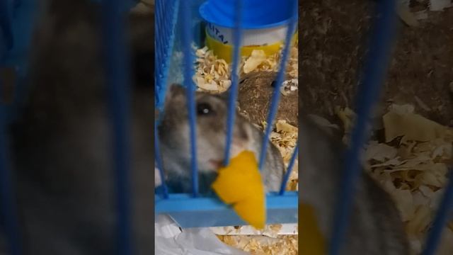 мальчик жужа -хомячок. Ест он манго. ЗАВРАЧОК!! смотреть онлайн