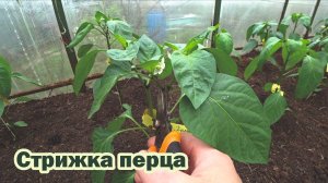 Необходимая формирующая стрижка перца