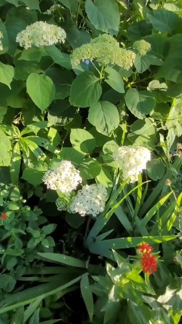 Гортензия, цветы, Тула смотреть онлайн