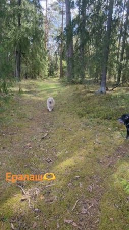 Ералаш