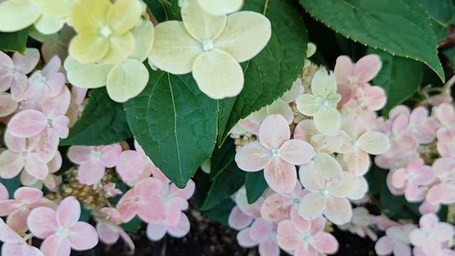 Цветение метельчатых гортензий Прим Вайт и Полистар в смотреть онлайн