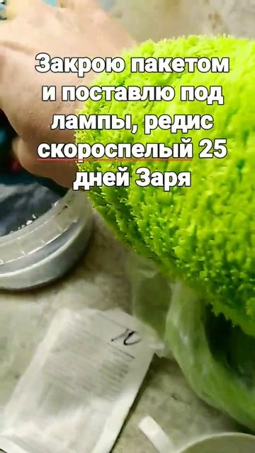 Редис к Новому году, посадка, скороспелый, буду показы? смотреть онлайн