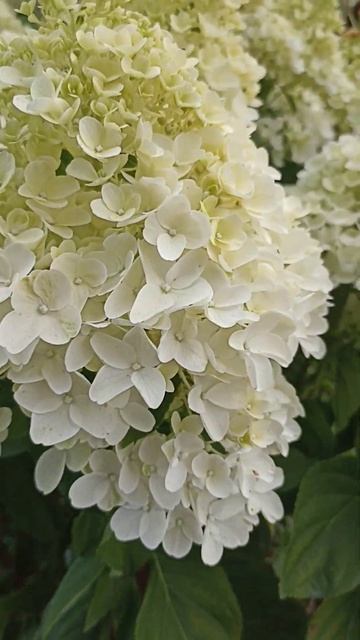 Моя первая гортензия 'Summer Snow' (=LCNO 5') 🌿🌸❤❤❤ смотреть онлайн