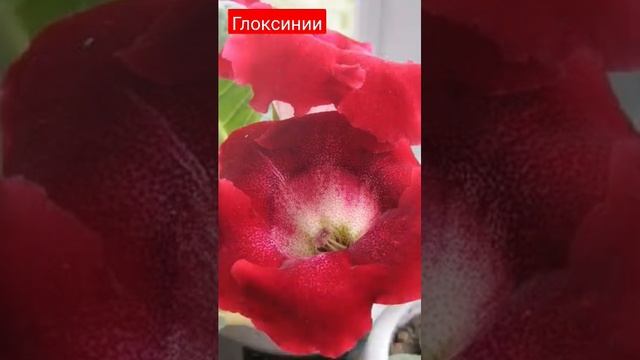 глоксинии. сад. дача. огород. растения.цветы смотреть онлайн