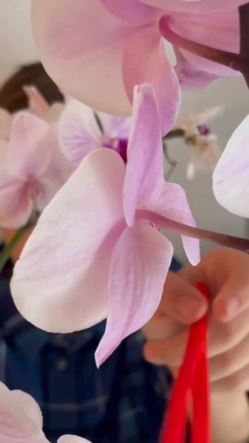 Как выглядит опыленный цветок орхидеи смотреть онлайн