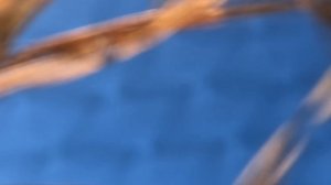 Охота на гуся 2025!!! Только духовым манком...