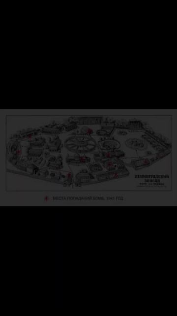 А Вы Знали, Что Ленинградский Зоопарк Не Был Закрыт Во смотреть онлайн