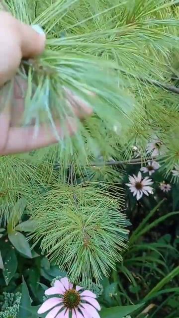 8.08 гортензия широколистная, эхиноцея календарь цвете? смотреть онлайн