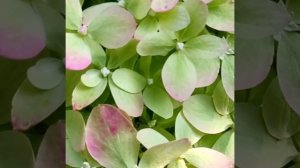 🪴Метельчатая гортензия Пиксио (Pixio)🪴