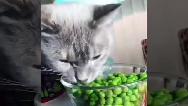 Кот ест ягоду, кукурузу и овощи! #кот #животные #прикол смотреть онлайн