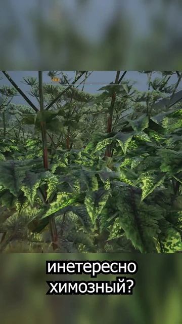 Сочный борщевик в этом годуS.T.A.L.K.E.R. 2#видеоигры #stalker2 смотреть онлайн