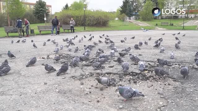 Дождались: в Костроме началось благоустройство заволжского сквера на улице Стопани