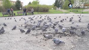 Дождались: в Костроме началось благоустройство заволжского сквера на улице Стопани