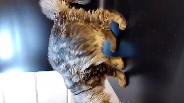 Фиби.mp4 смотреть онлайн