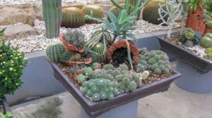 Тайланд. Тропический парк Нонг Нуч. Сад кактусов.