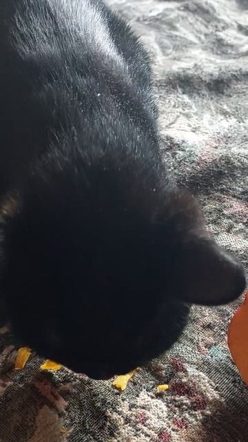 Как Черный Кот Жук ест тыкву. смотреть онлайн