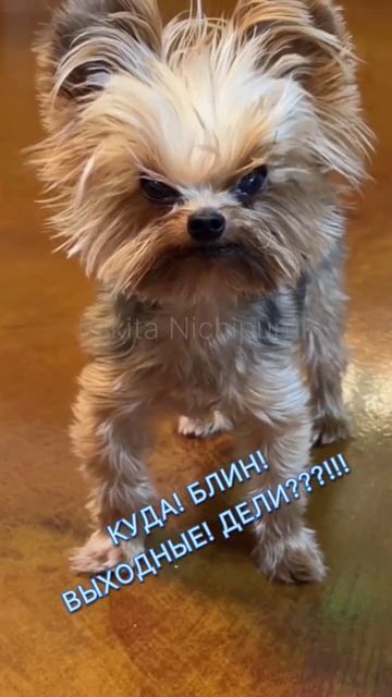 ШО ЗАВТРА, ПОНЕДЕЛЬНИК!?#выходные #позитив #юмор #спонедельником #такбывает #пролетели