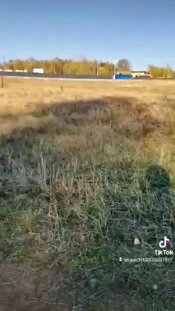 Осторожный щенок - это очень хорошо! Значит есть инсти? смотреть онлайн