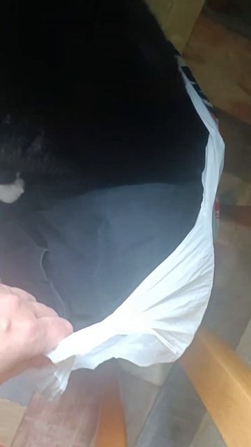 Что там интересного может быть....#кот #пеппа #котдома смотреть онлайн