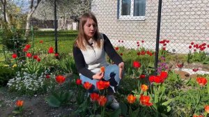 ТЮЛЬПАНЫ ЗАБОЛЕЛИ или ПОЧЕМУ ЛЕПЕСТКИ СТАЛИ ПЕСТРЫЕ #?