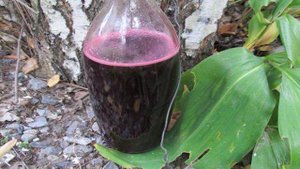 Сироп из ягод терна