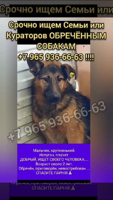 Уфа‼️ Россия❗ ОБРЕЧЁННЫЕ СОБАКИ приговорены ... СРОЧ?