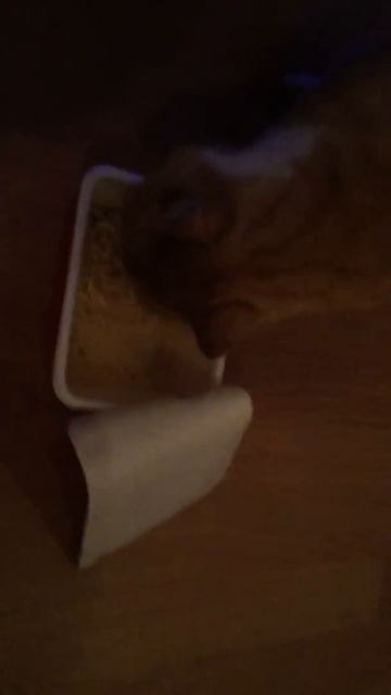 Кот ест бич лапшу смотреть онлайн