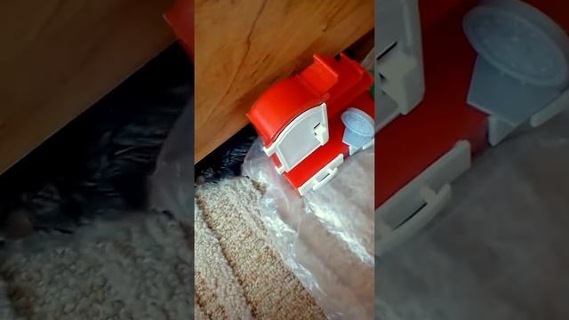 У хомячков прогулка!!