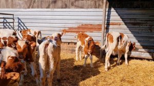 Бычки в Лихой.9.05.25,т.8 909 408 9387