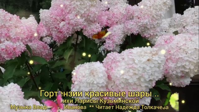 ГОРТЕНЗИИ КРАСИВЫЕ ШАРЫ .. ( ст. Л. Кузьминской ) Читает ? смотреть онлайн