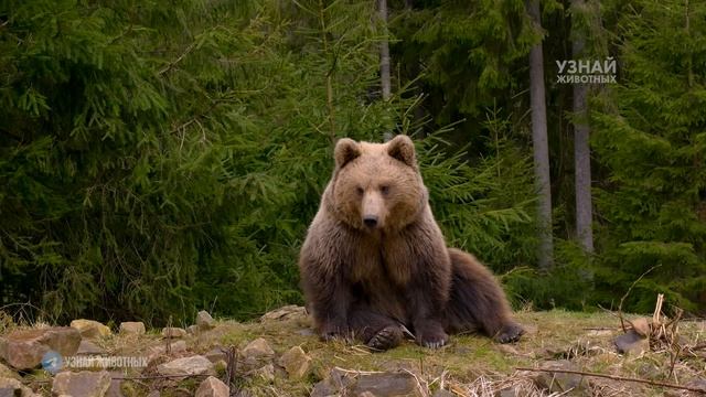 Бурый Медведь – кого боится Хозяин Тайги? смотреть онлайн