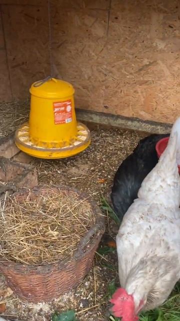 У наших Кур и Зимой есть зелёная Трава! Витамин каждый смотреть онлайн