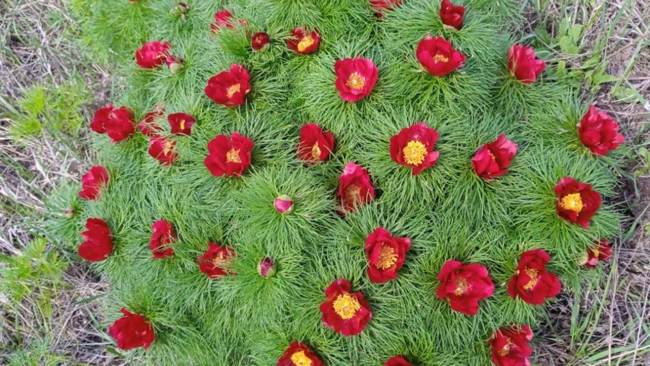 Дикие пионы ( Пион узколистный Paeonia tenuifolia ) смотреть онлайн