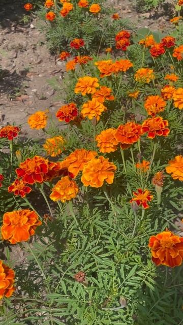 Сезон заготовки бархатцев они же Чернобрывцы -спосо? смотреть онлайн