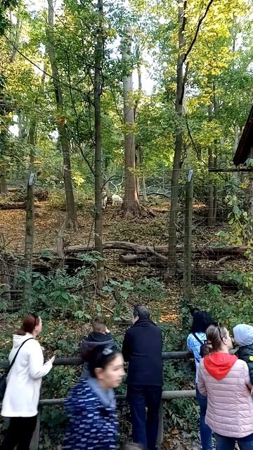 Серверные волки, Зоопарк Шёнбрунн (Австрия) смотреть онлайн