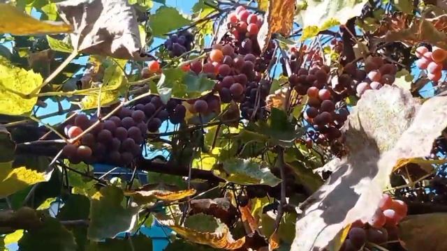 Село Потеплело Какой у нас хороший урожай винограда смотреть онлайн