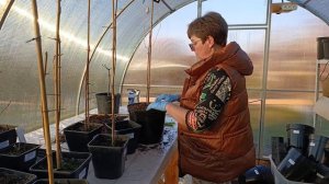 Метельчатая гортензия НА ШТАМБЕ — НАЧАЛО ПУТИ