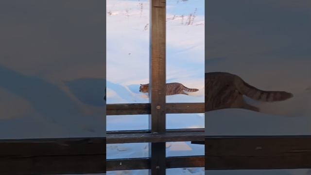 Прогулка, местность Лысая гора, город Улан-Удэ. смотреть онлайн