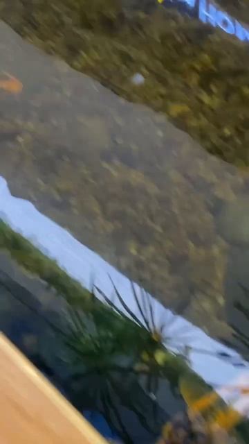 Разговоры с рыбками в ТРЦ Сити Молл 🐟 #аквариум #трц #с смотреть онлайн