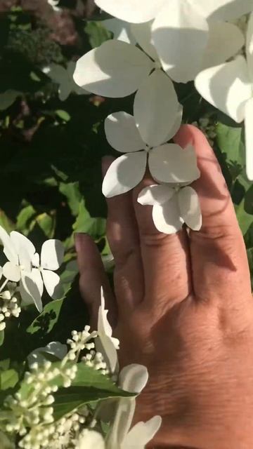 Звезда сада! смотреть онлайн