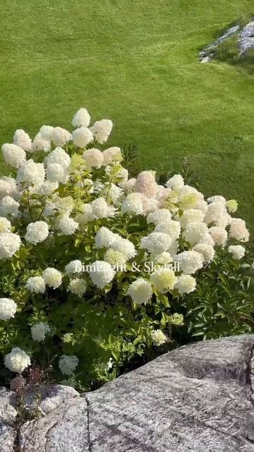 #hydrangea #гортензия #garden #гортензія #flowers #park#jardin#shorts #アジサ? смотреть онлайн