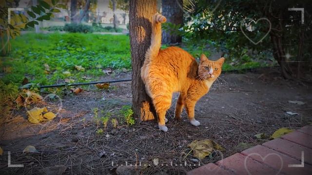 🐱 ВНИМАНИЕ: Узнайте, есть ли у вашей кошки импринтинг