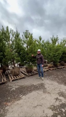 🌲Самое время сажать деревья и наводить загородную красоту!