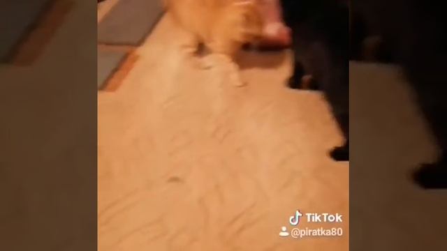 Наши будни. Яша-борец Миша-боксёр...